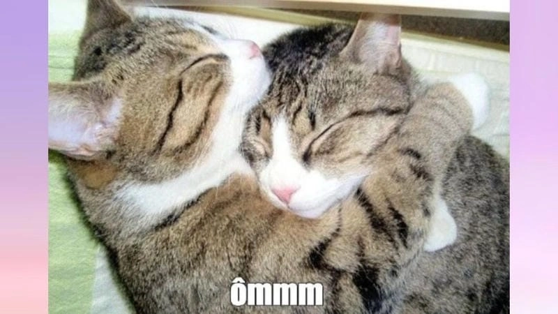 Lạc lối trong meme ôm giải trí