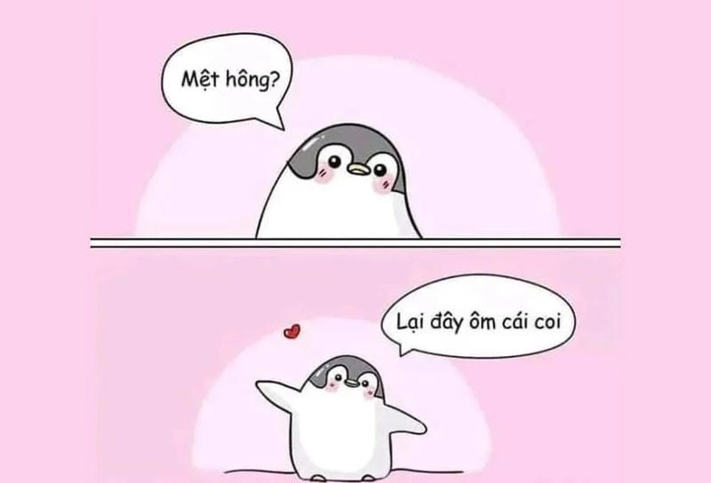 Khám phá những bức ảnh meme ôm hài hước