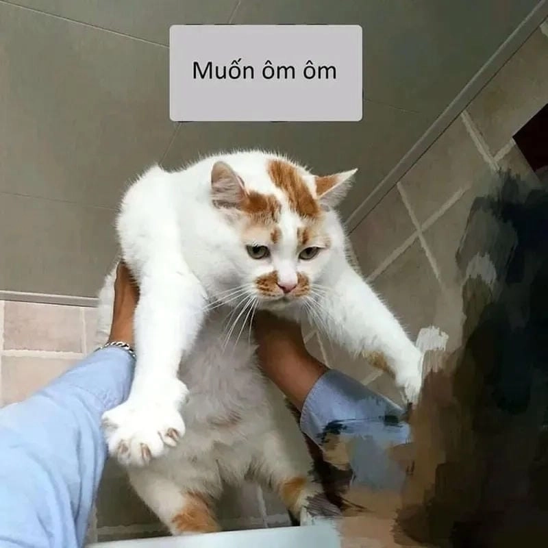 Cùng cười với những hình meme ôm buồn cười