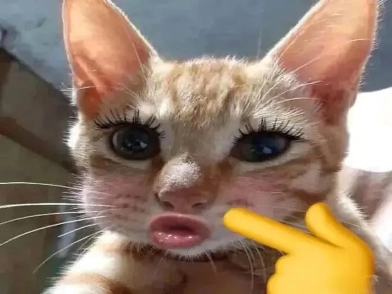 Thức dậy cùng những hình meme ôm dễ thương