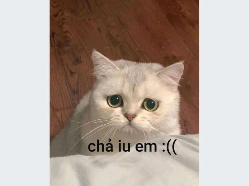 Săn lùng những khoảnh khắc meme sad dễ thương