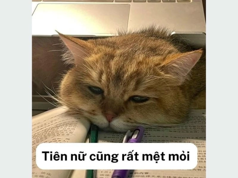 Gợi ý những bức meme sad cô đơn