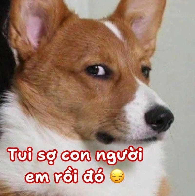 Lạc lối trong meme sợ hãi đáng yêu