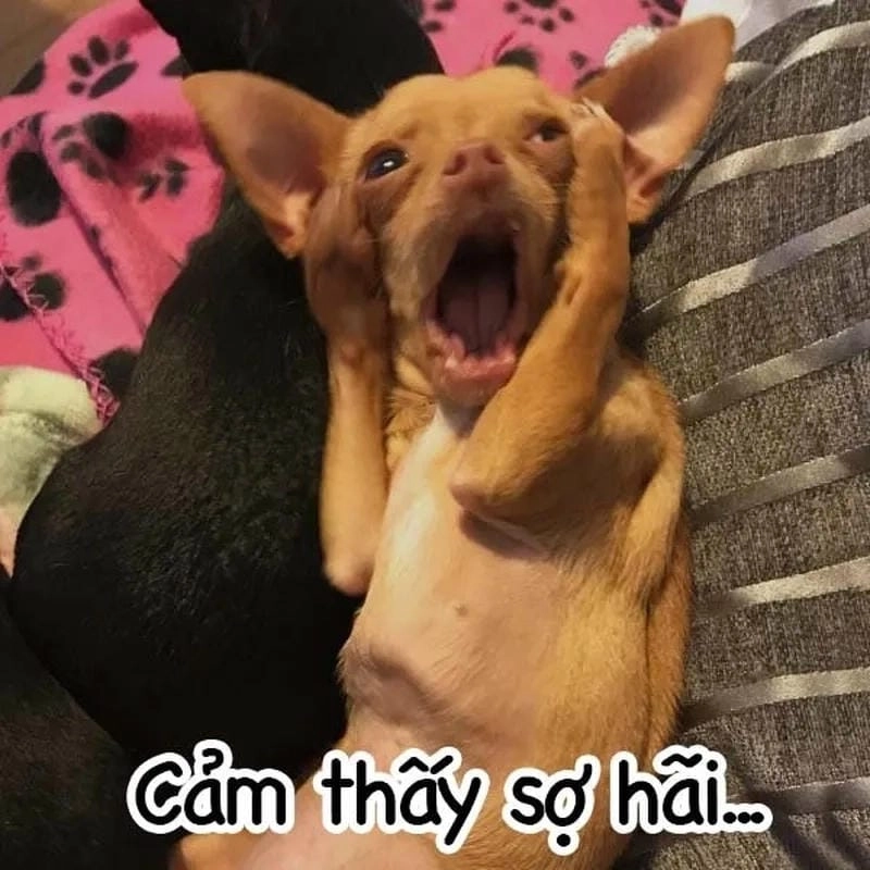 Tìm hiểu sức hút của meme sợ hãi