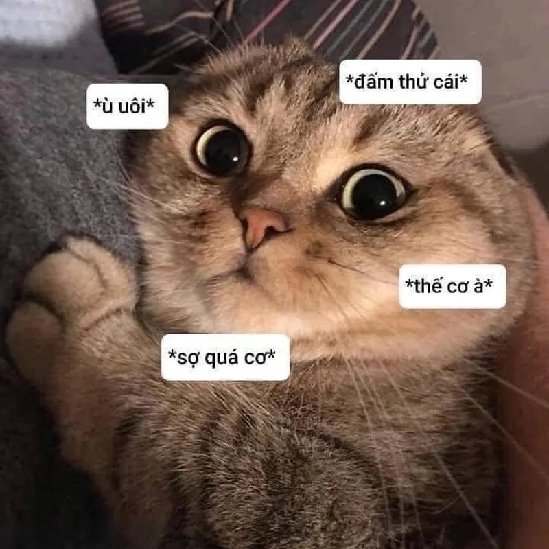 Lạc lối trong meme sợ trend