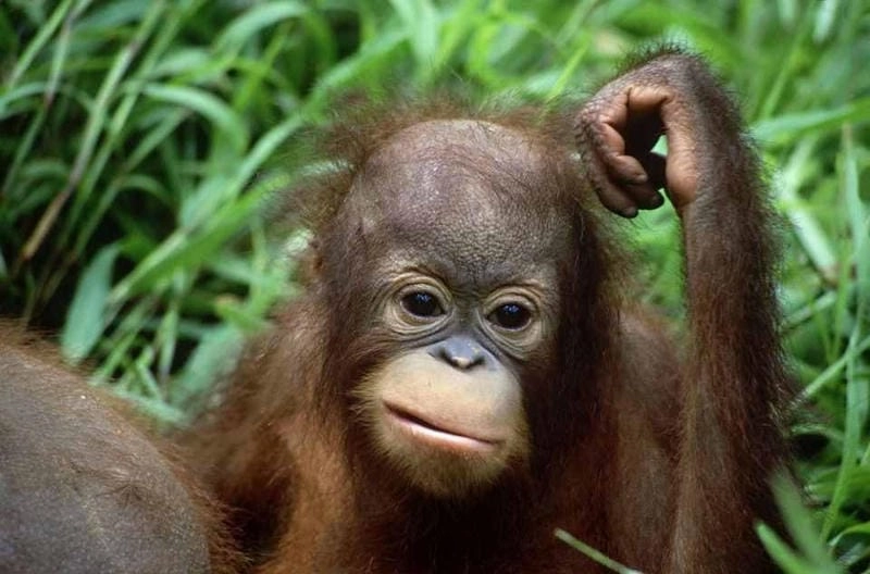 Lạc lối trong meme suy nghĩ giải trí