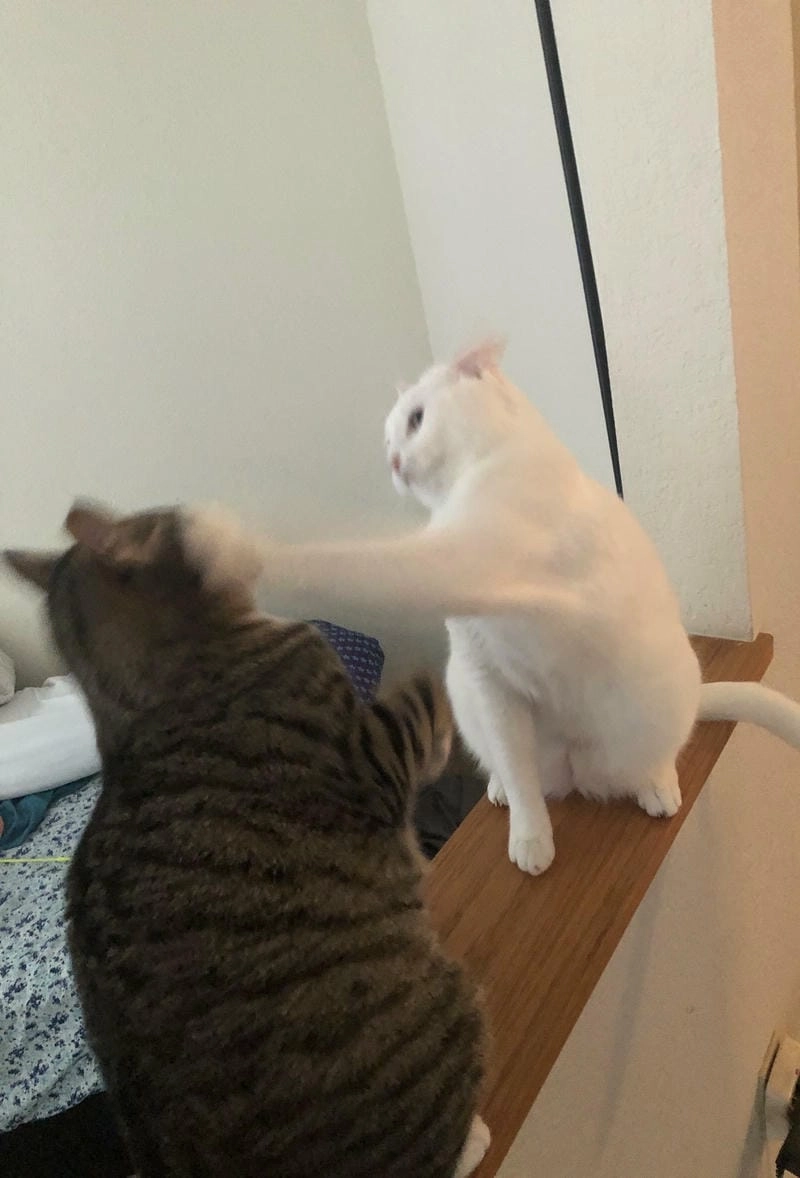 Lạc lối trong meme tát ngầu