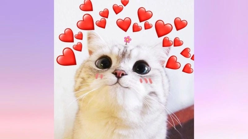 Thức dậy cùng những hình meme thả tim dễ thương