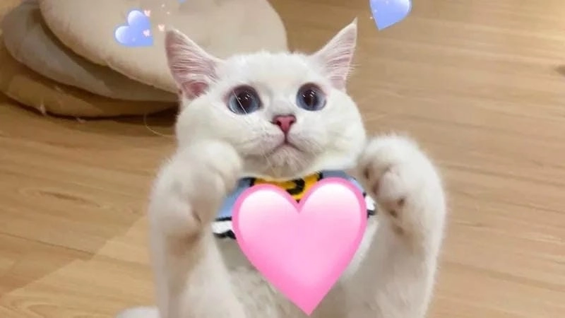 Cùng du ngoạn meme trái tim đời sống