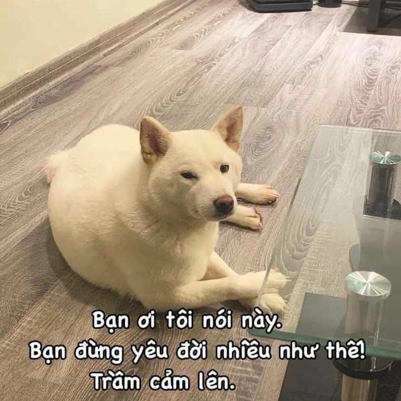 Cùng du ngoạn meme trầm cảm troll