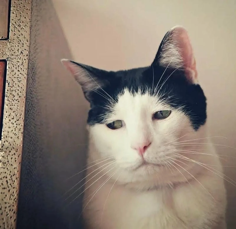 Cười sảng với meme trầm cảm đen