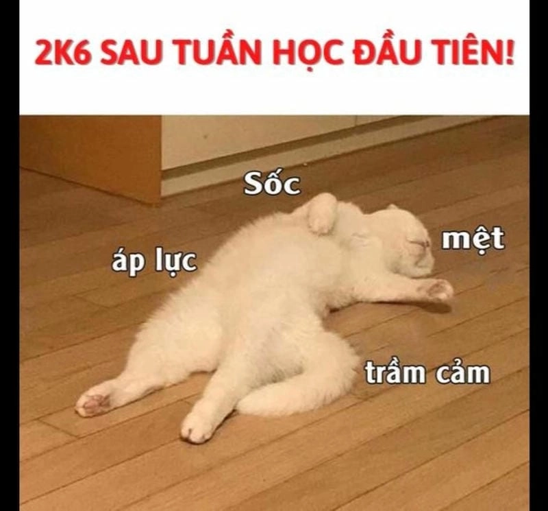 Ngắm nhìn vẻ đẹp meme trầm cảm chế