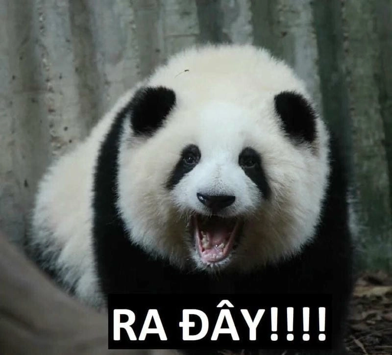 Gợi ý những bức meme Trung Quốc cute