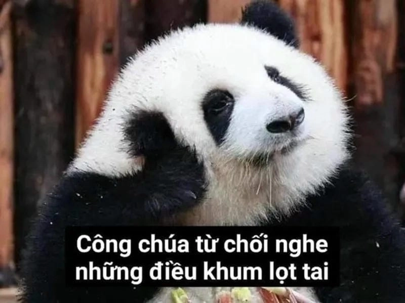 Thức dậy cùng những hình meme từ chối đáng yêu