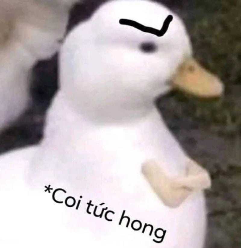 Khám phá những bức ảnh meme tức giận