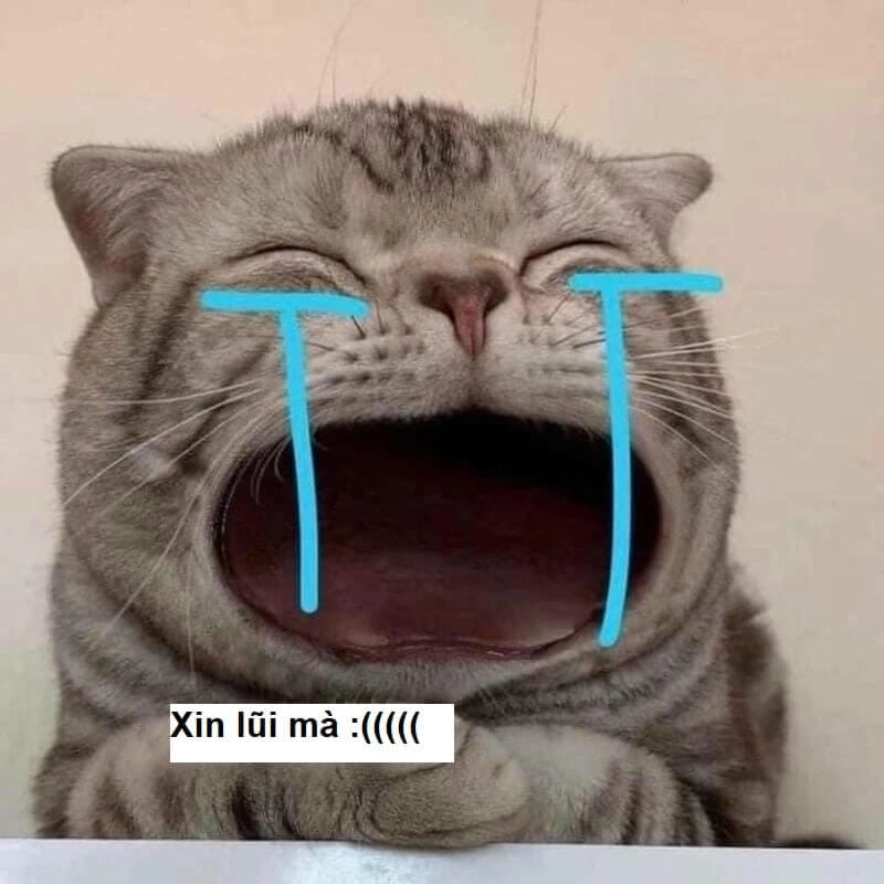 Lạc lối trong meme xin lỗi cười