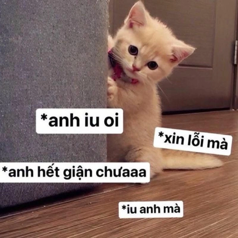 Lạc lối trong thế giới meme xin lỗi chế