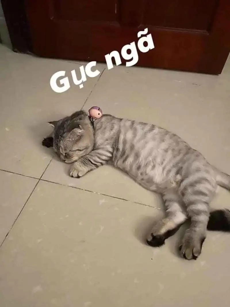 Khám phá những bức meme xỉu hài hước