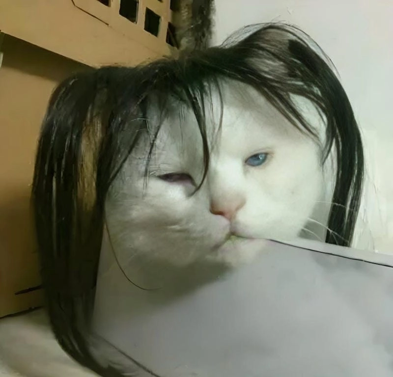 Lạc lối trong meme xỉu bá đạo