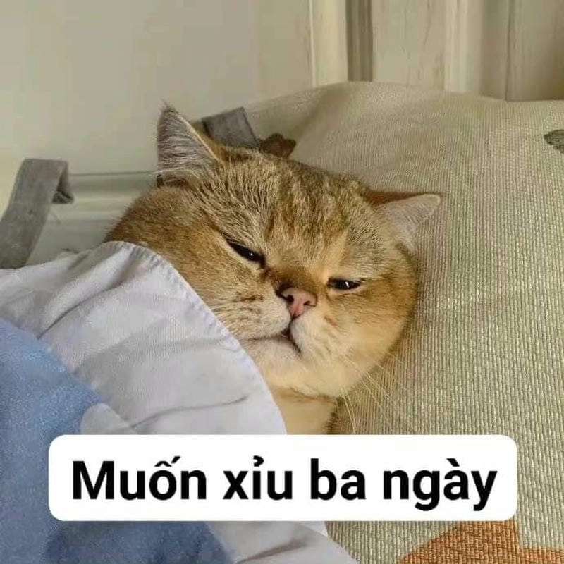 Tìm hiểu Sức hút của meme xỉu