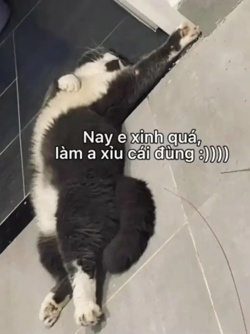 Cùng cười với những hình meme xỉu cười