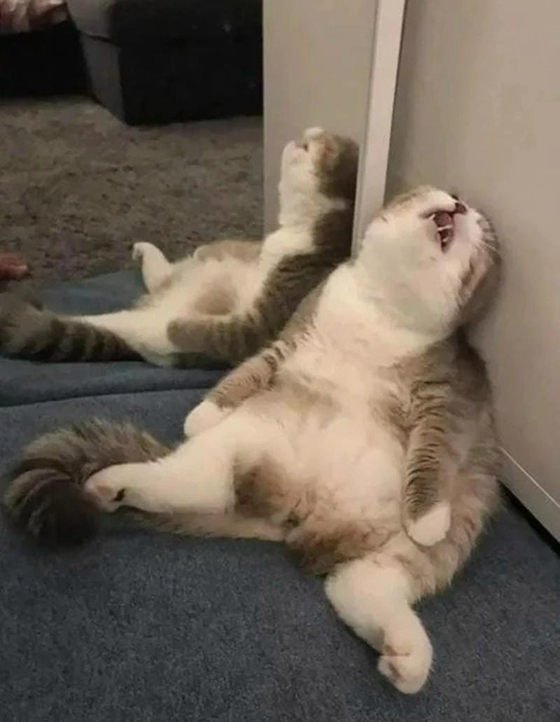 Sưu tầm những bức meme xỉu dễ thương