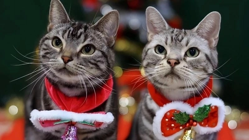 Lạc lối trong mèo noel meme giải trí