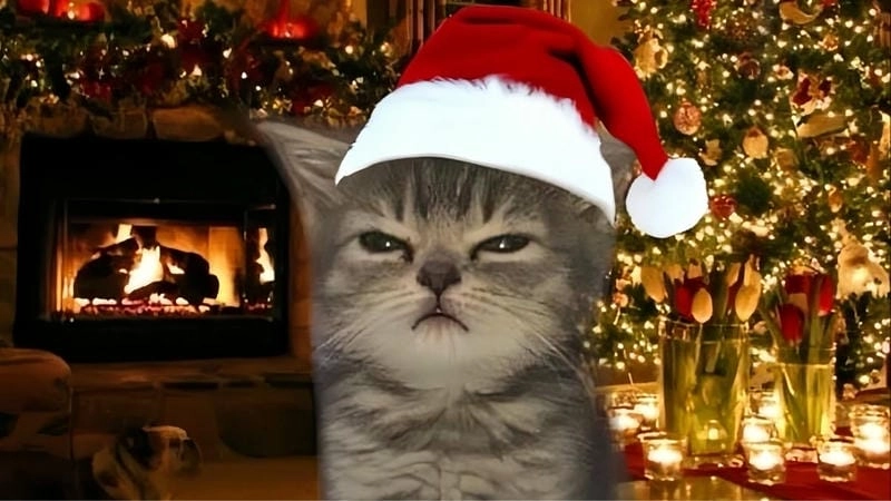Tìm về mèo noel meme ngộ nghĩnh