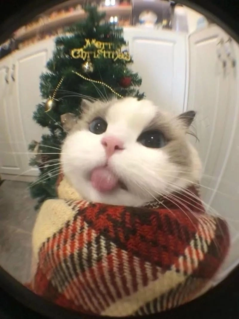 Săn lùng những khoảnh khắc mèo noel meme dễ thương