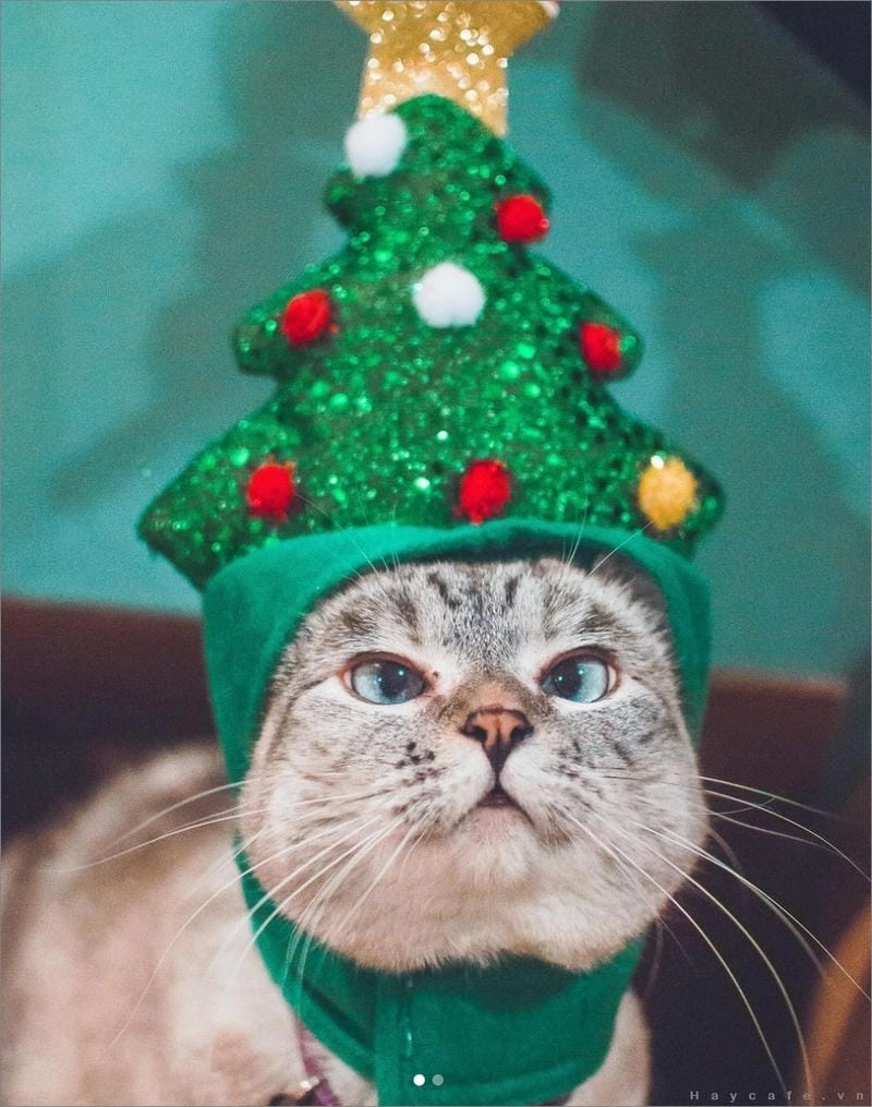 Lạc lối trong thế giới mèo noel meme cute
