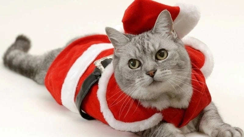 Gợi ý những bức mèo noel meme troll