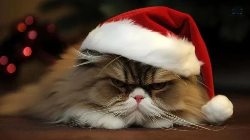 Sưu tầm những bức mèo noel meme chế