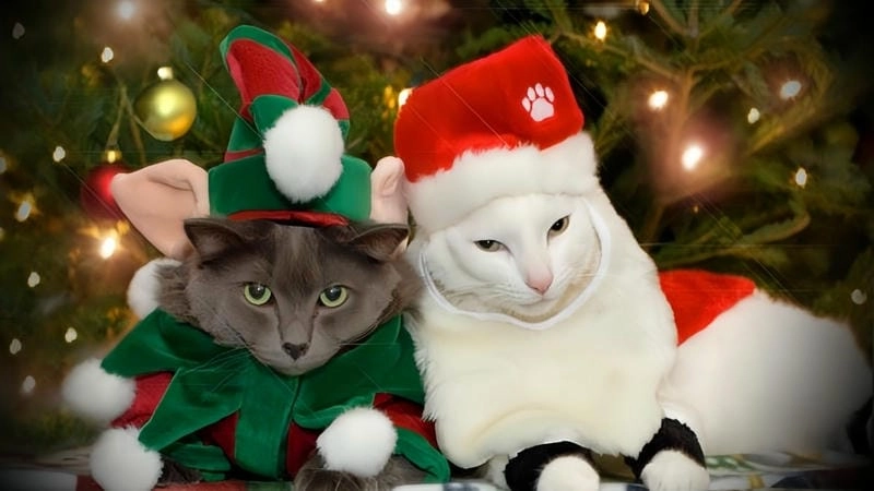 Thức dậy cùng những hình mèo noel meme đáng yêu