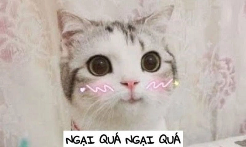 Cùng du ngoạn meme ngại viral