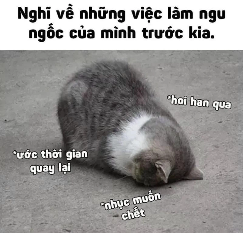 Cùng cười với những hình ngu meme chế