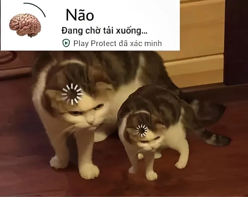 Sưu tầm những bức ngu meme mới nhất