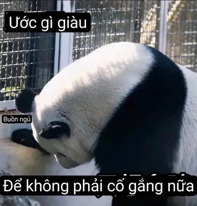 Sưu tầm những bức panda meme trend