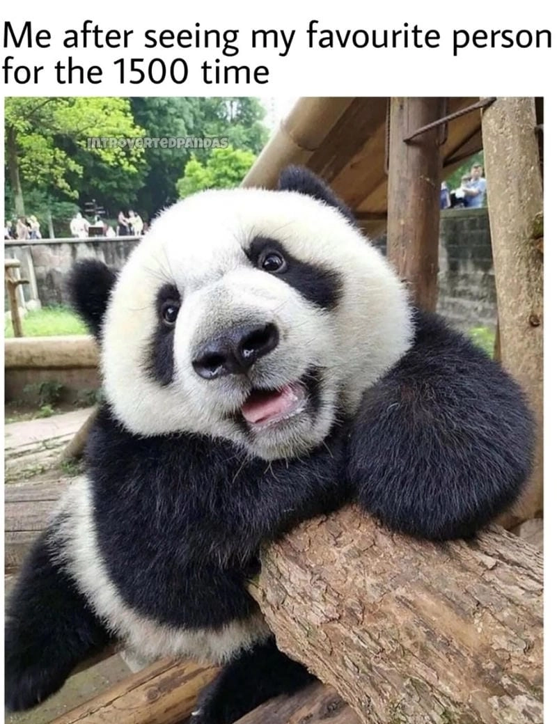 Cùng du ngoạn panda meme ideas