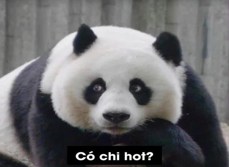 Lạc lối trong thế giới panda meme template