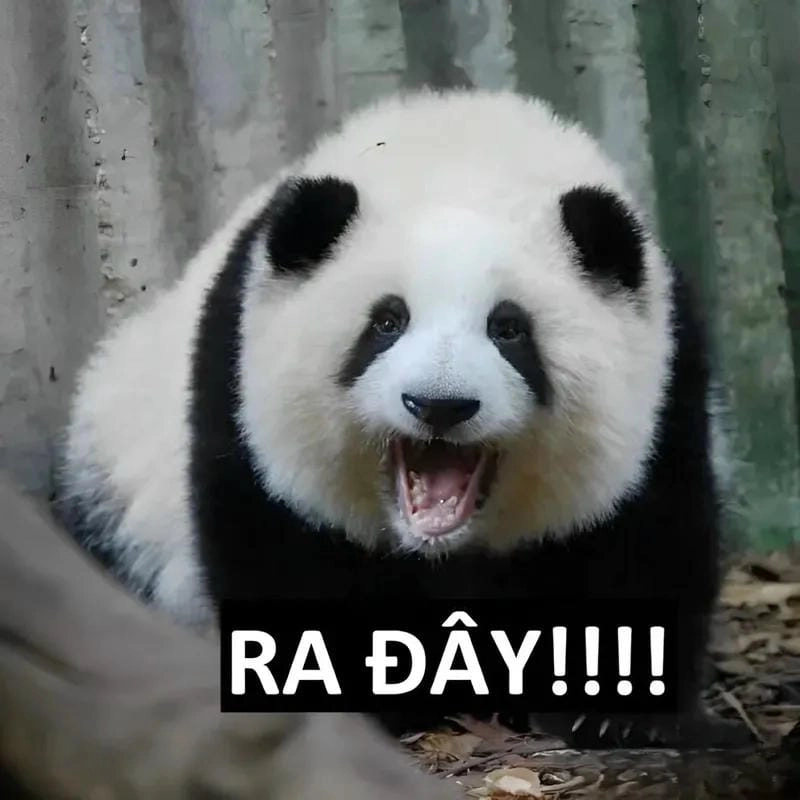 Ngắm nhìn vẻ đẹp panda meme caption