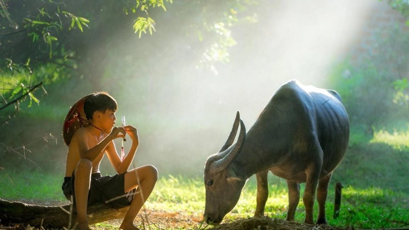 Ảnh phong cảnh làng quê gợi nhớ về tuổi thơ yên bình