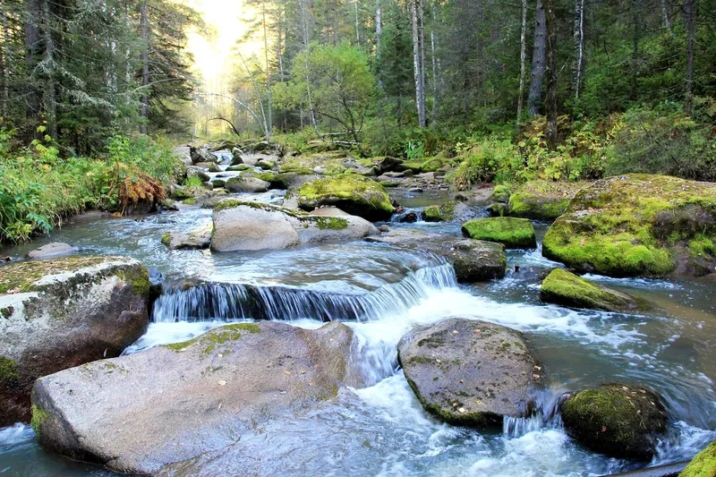 Ngắm tranh phong cảnh suối chảy tĩnh lặng giữa rừng núi