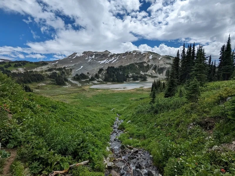 Chiêm ngưỡng ảnh suối trong rừng với nước trong xanh và tĩnh lặng