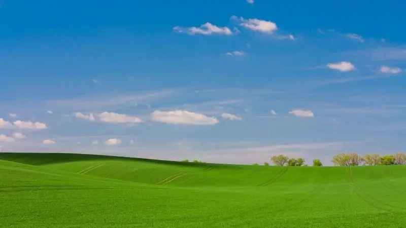 Thưởng thức tranh phong cảnh đồng quê yên bình