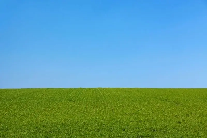 Cảm nhận vẻ đẹp cánh đồng cỏ xanh rì