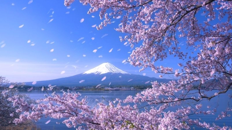 Tận hưởng vẻ đẹp phong cảnh anime hoa anh đào tuyệt vời
