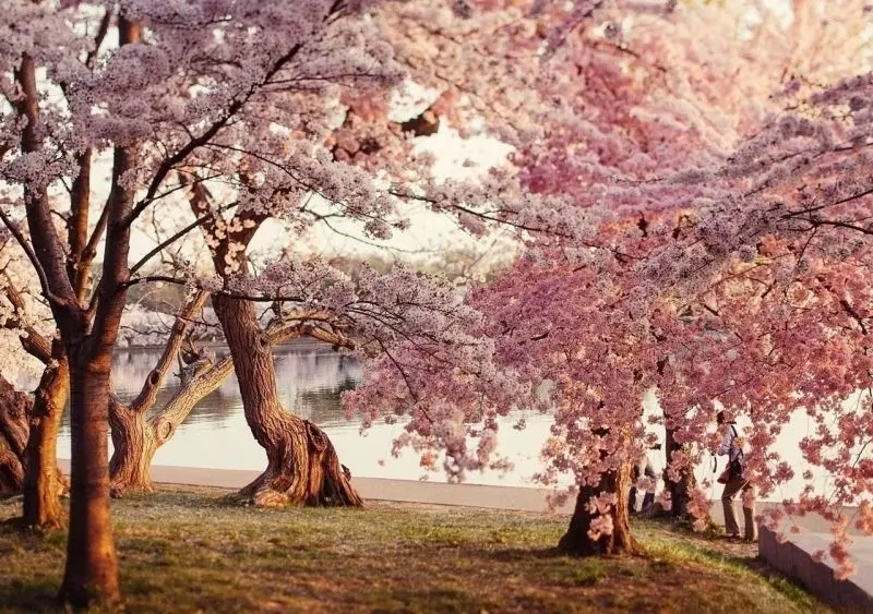 Chọn hình nền phong cảnh hoa anh đào cho máy tính