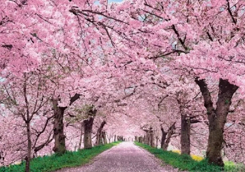 Thả hồn vào phong cảnh hoa anh đào anime yên bình