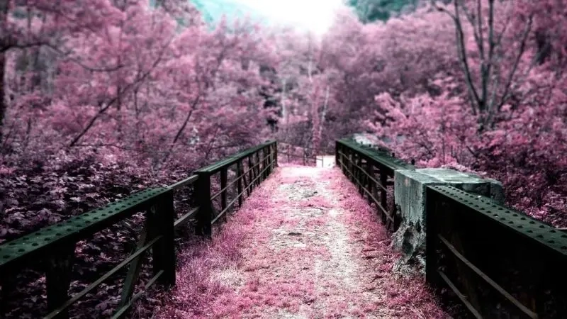 Sưu tập hình ảnh phong cảnh hoa anh đào ấn tượng