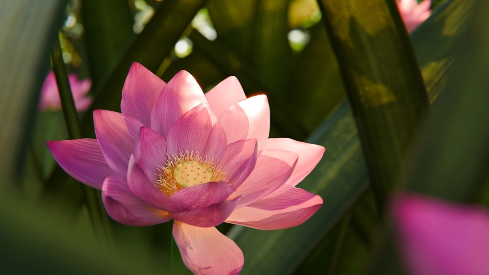 Học cách vẽ phong cảnh hoa sen đơn giản và sống động